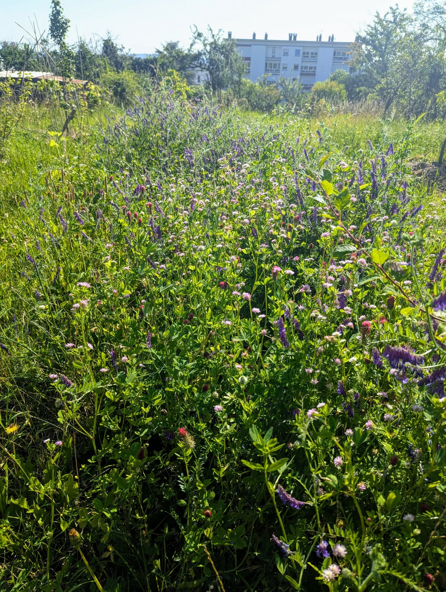 Prairie fleurie de plantes écofonctionnelles